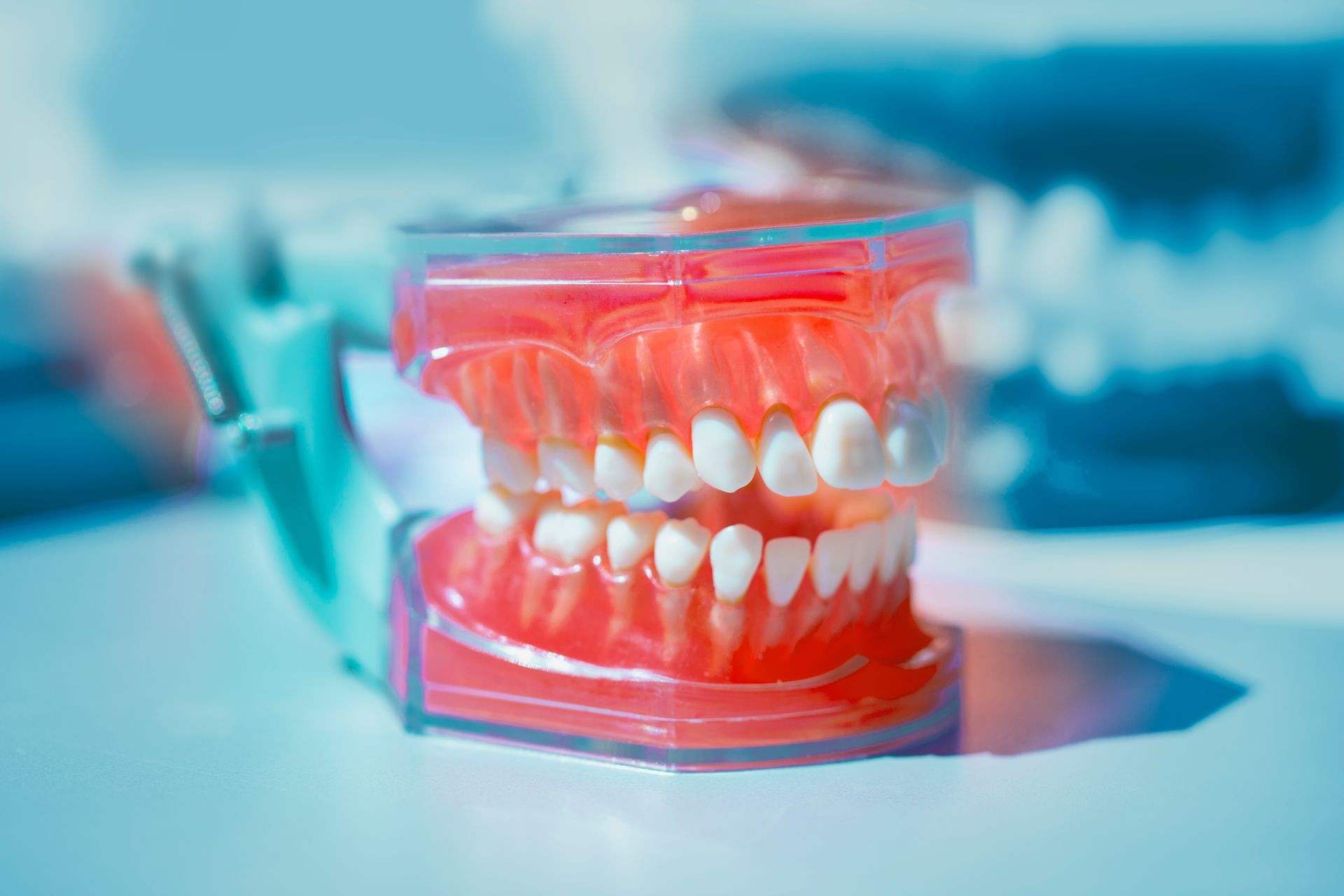 The layout of the human jaw. Concept of healthy teeth and a beautiful smile.